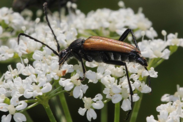 Anastrangalia sanguinolenta