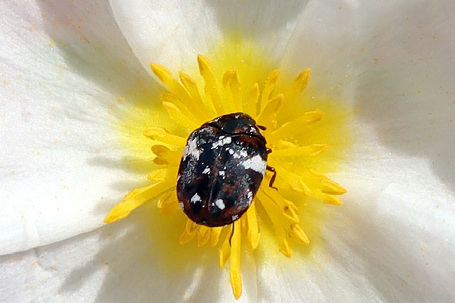 Schmalbinden-Blütenkäfer