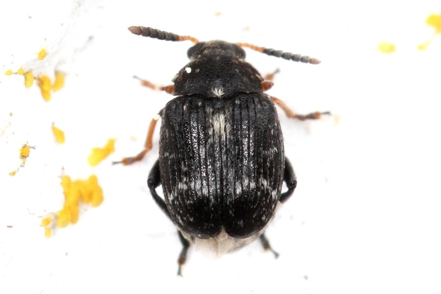 Bruchus occidentalis