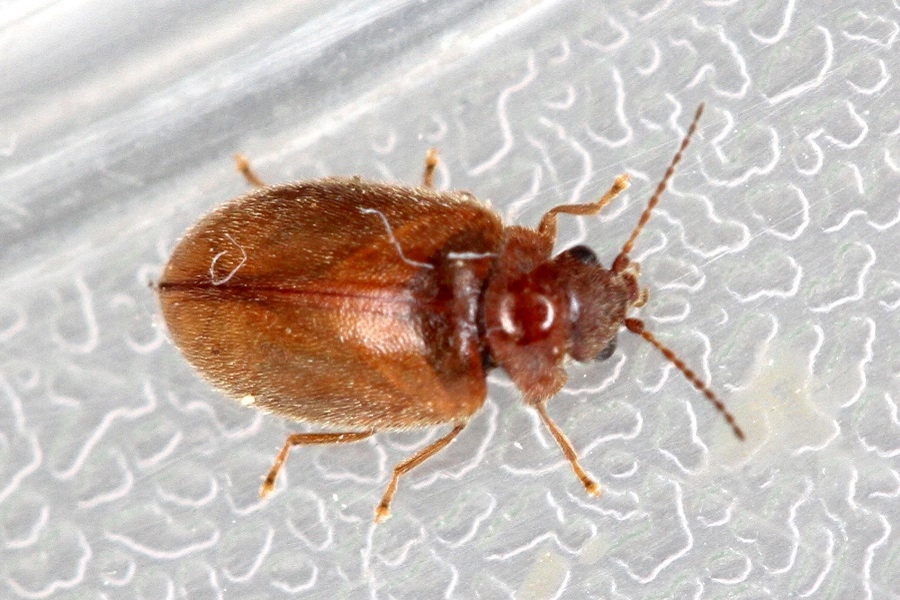 Contacyphon variabilis