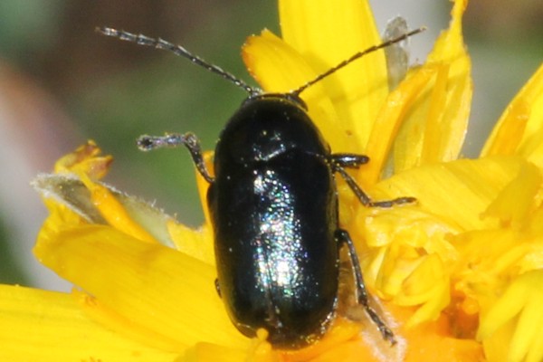 Cryptocephalus violaceus