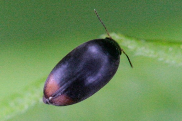 Eucinetus haemorrhoidalis