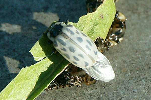 Gefleckter Weidenblattkäfer