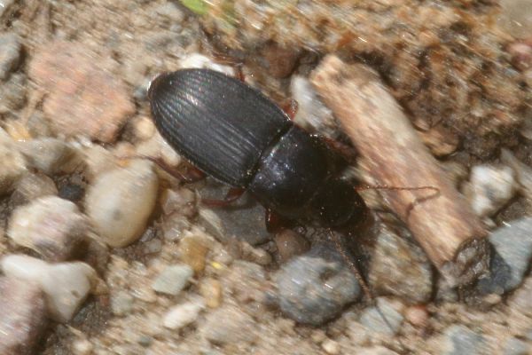 Harpalus rubripes