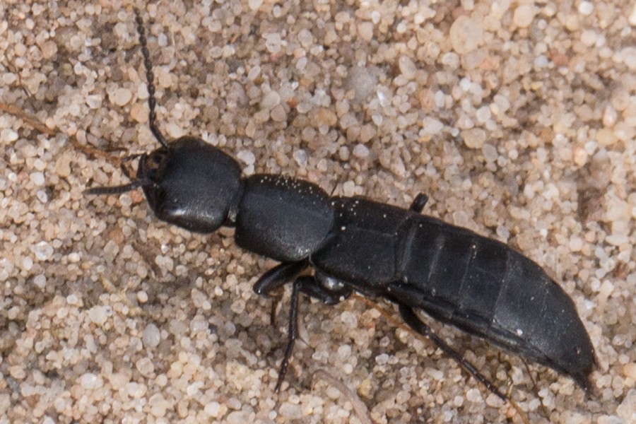 Ocypus nitens