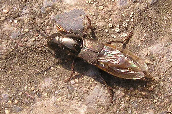 Ocypus aeneocephalus