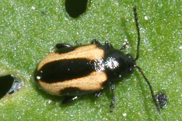 Phyllotreta flexuosa