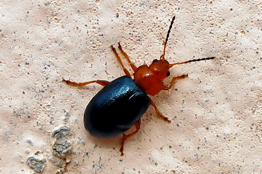 Podagrica malvae