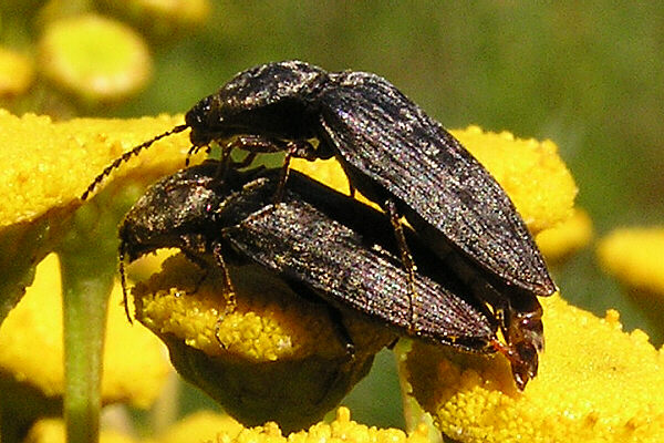 Seidenhaariger Schnellkäfer