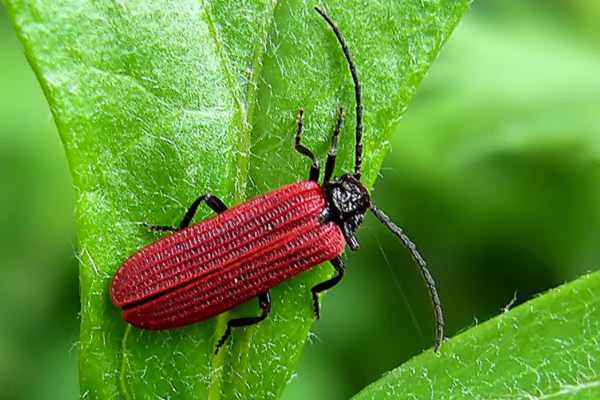 Pyropterus nigroruber