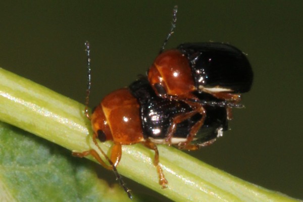 Rotbeiniger Fallkäfer