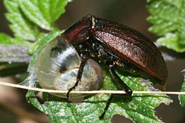 Schwarzer Schneckenjäger