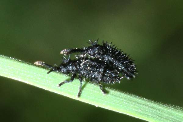 Schwarzer Stachelkäfer