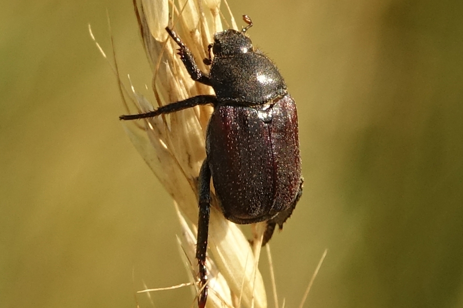 Silbergrauer Einklaulaubkäfer