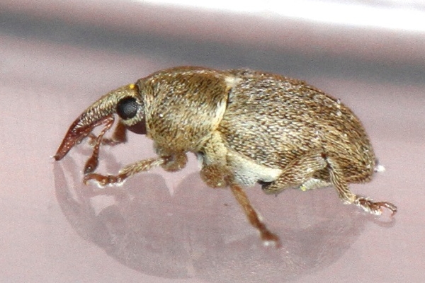 Tychius junceus