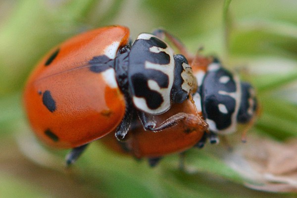 Variabler Flach-Marienkäfer