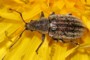 Phyllobius vespertinus