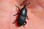 Scyphophorus acupunctatus