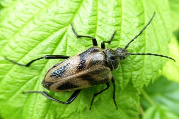 Schwarzrandiger Vierfleckbock