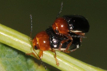 Rotbeiniger Fallkäfer