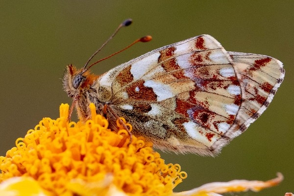 Ähnlicher Perlmutterfalter