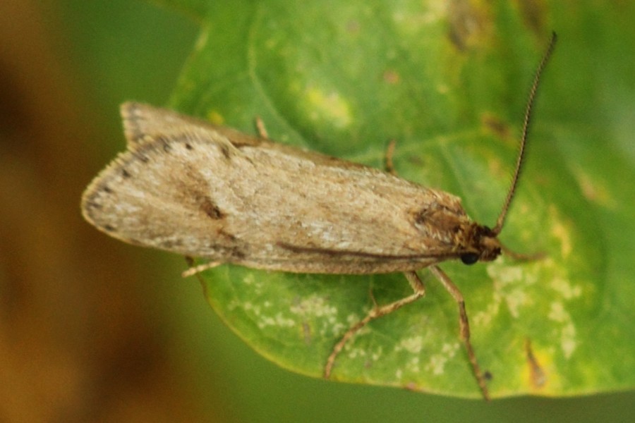 Diurnea lipsiella