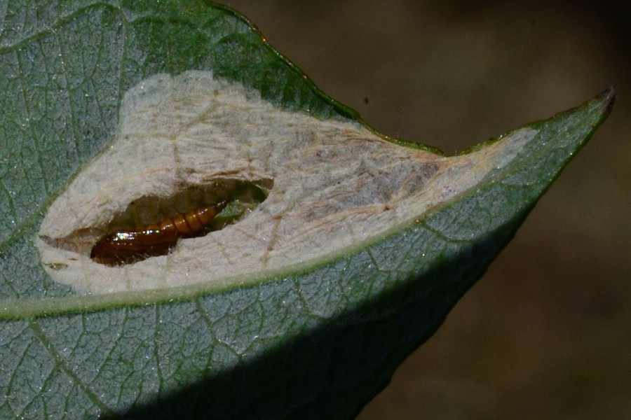 Phyllonorycter salicicolella