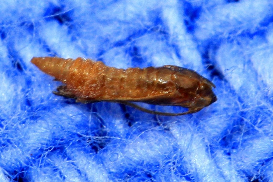 Phyllonorycter nicellii