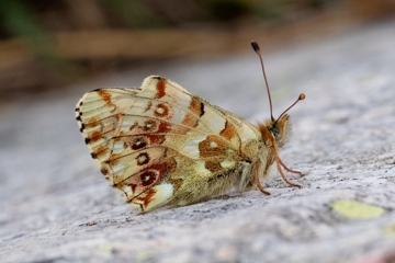 Ähnlicher Perlmutterfalter