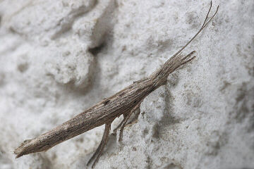 Ypsolopha mucronella