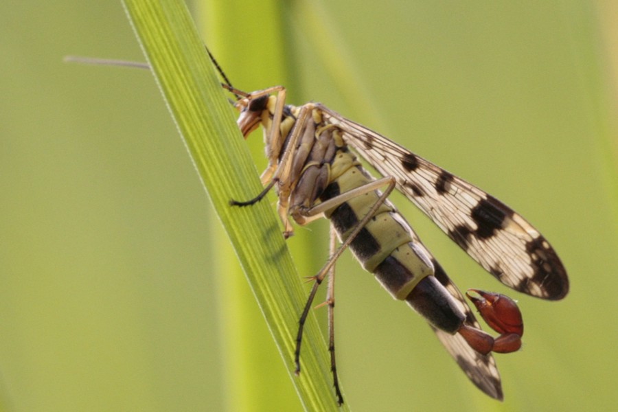 Panorpa vulgaris