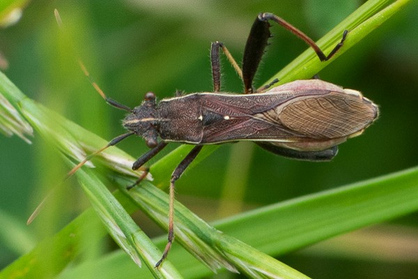 Camptopus lateralis