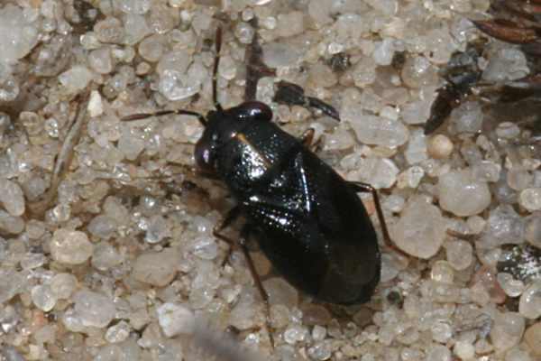 Geocoris ater