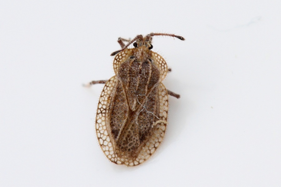 Tingis reticulata