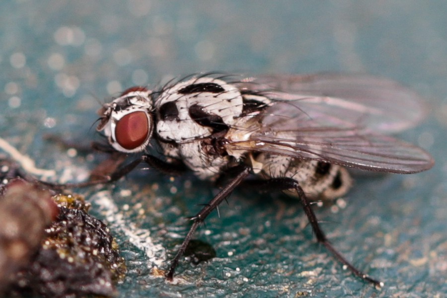 Anthomyia procellaris