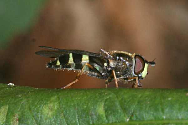 Breitband-Waldschwebfliege