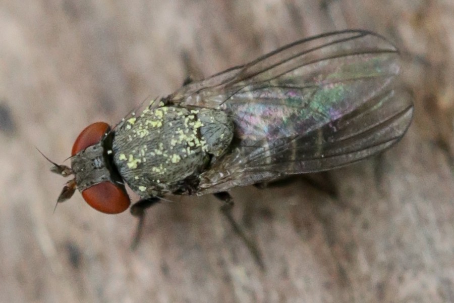 Mauerbienen-Taufliege