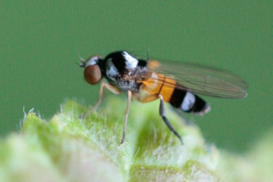 Callomyia amoena