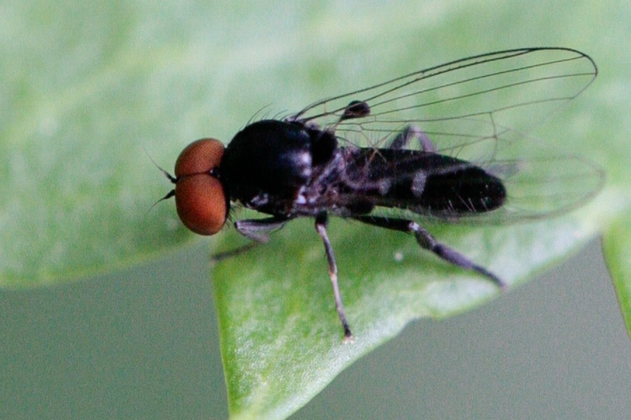 Callomyia speciosa