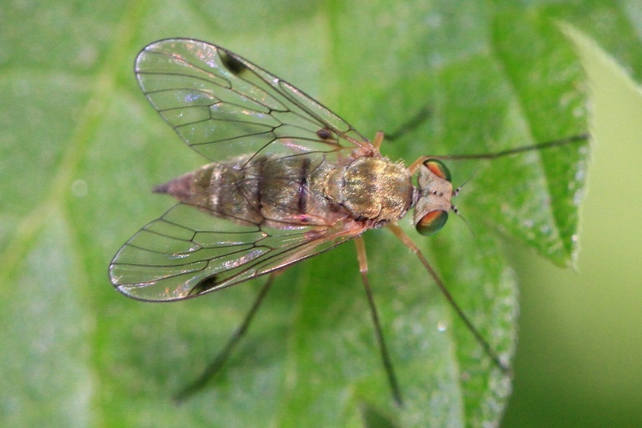 Chrysopilus asiliformis