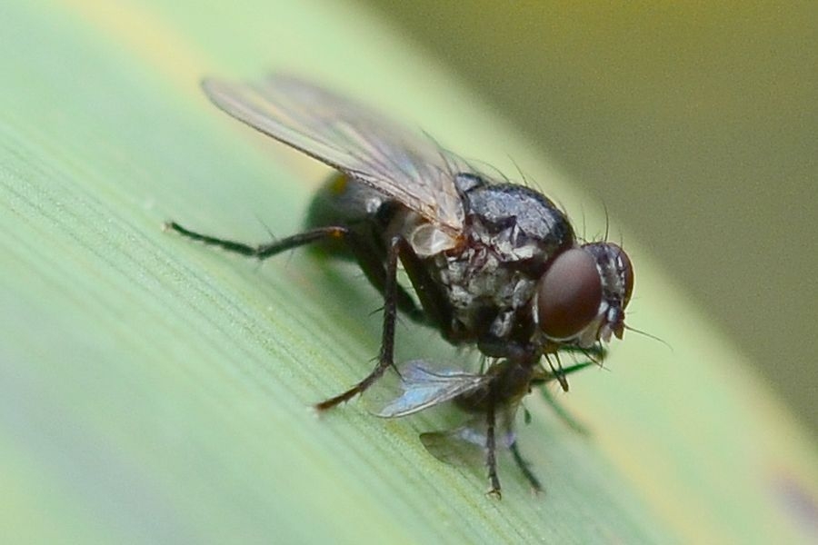 Coenosia atra