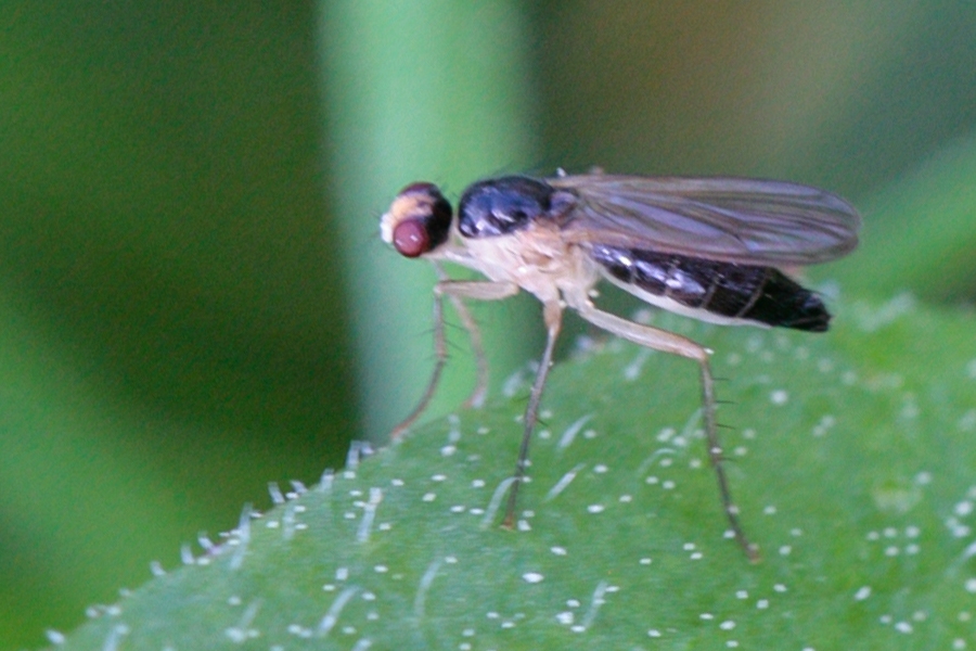 Cordilura albipes