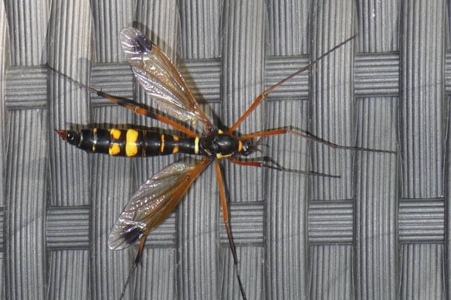 Ctenophora festiva