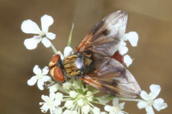 Ectophasia oblonga