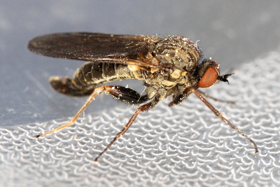 Empis femorata