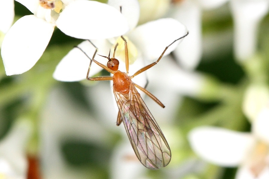 Empis lutea