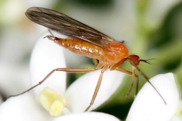 Empis lutea