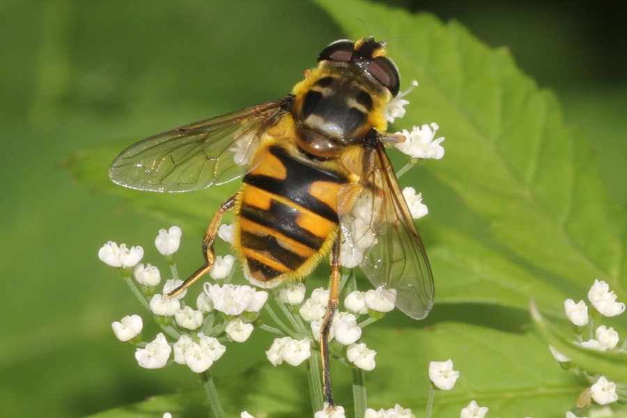 Gemeine Dolden-Schwebfliege