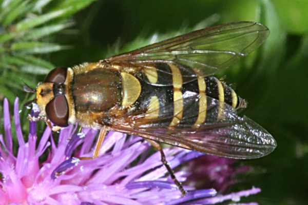 Große Schwebfliege