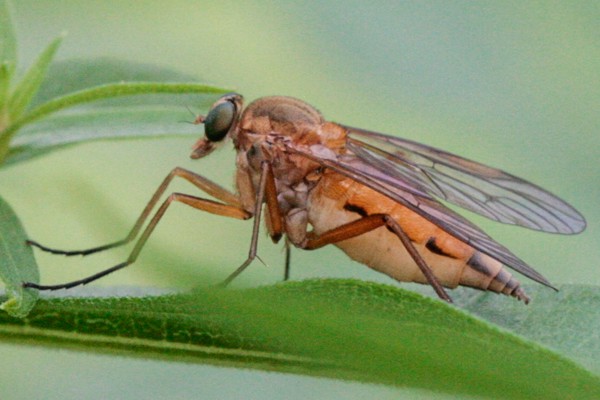 Goldgelbe Schnepfenfliege